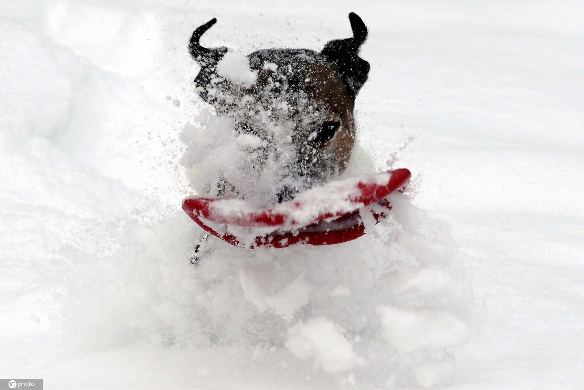 当地时间2021年2月9日,拉脱维亚里加,一只名叫ferguson的杰克罗素在
