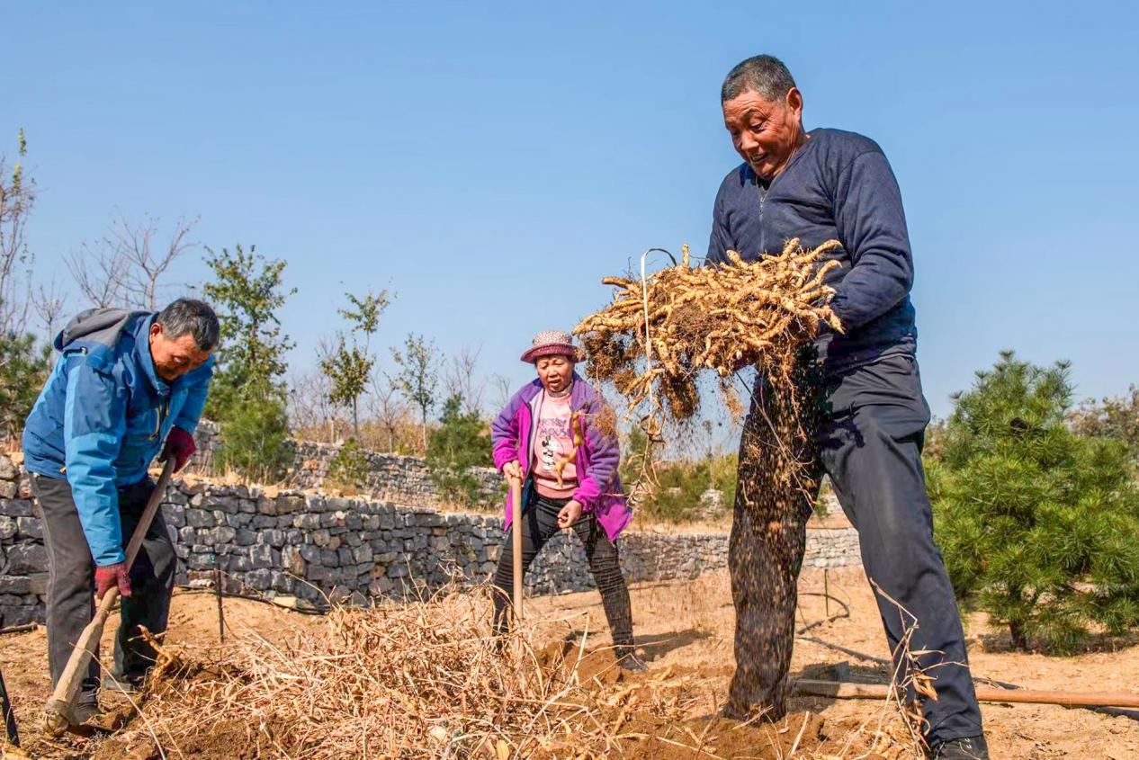 泰安:黄精产业助力乡村振兴谱新篇
