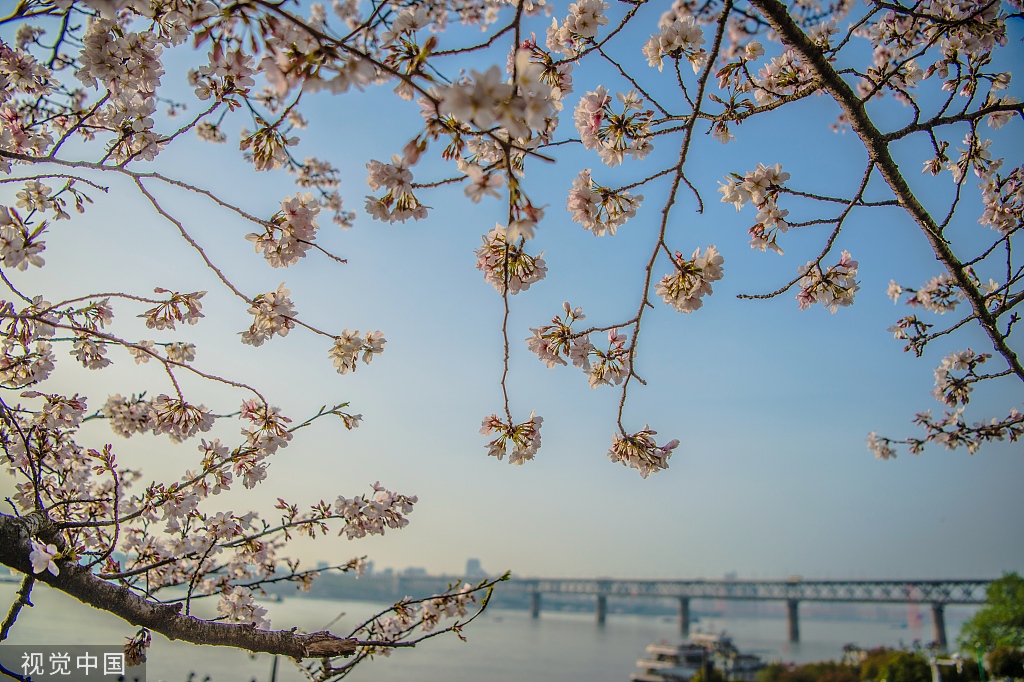 武汉晴川阁樱花绽放诗情画意