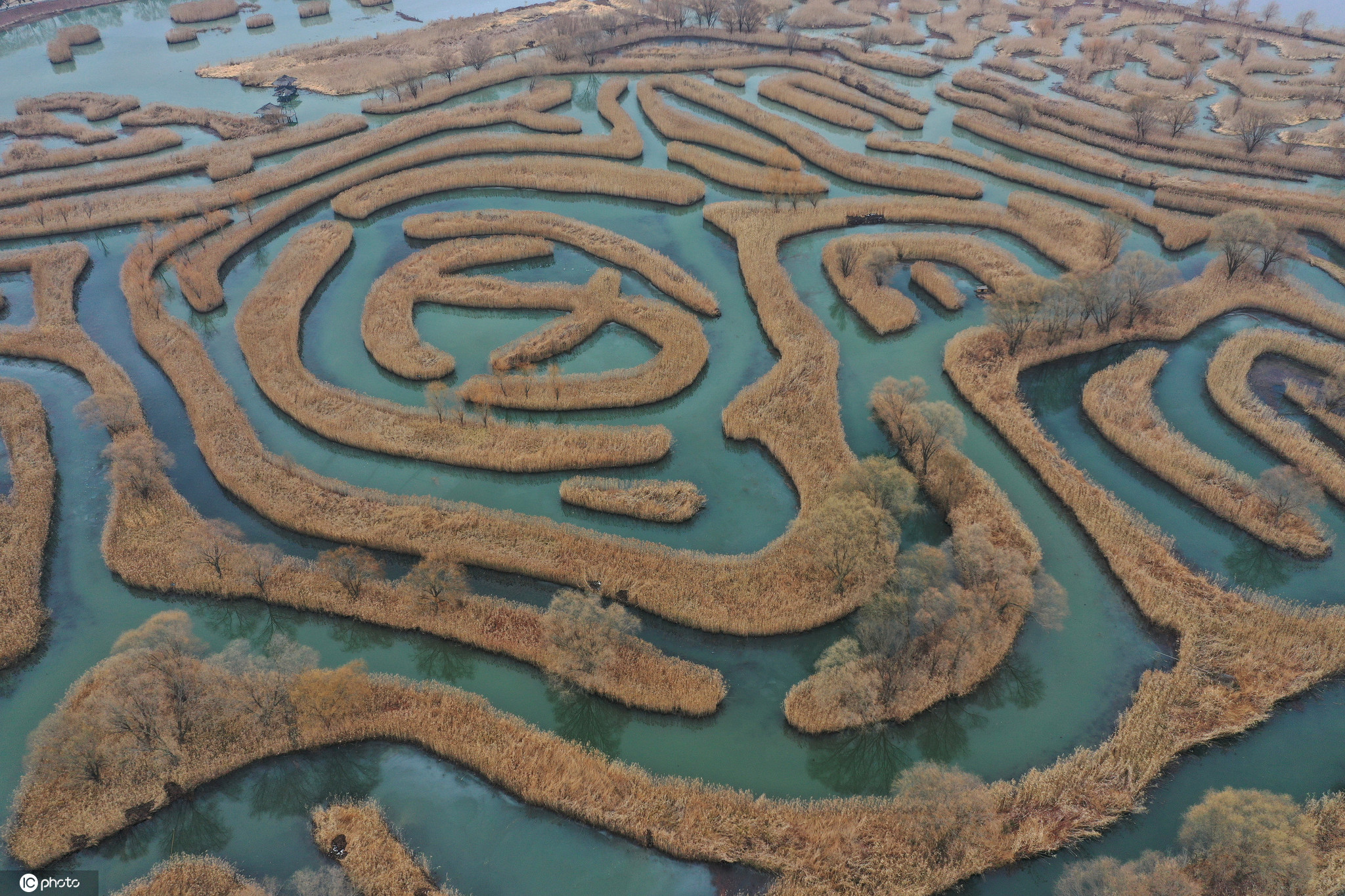 大纵湖芦苇迷宫图片