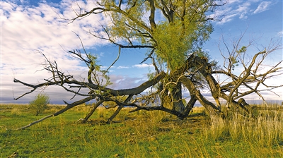 电视剧《我的阿勒泰》取景地“巴太树”。哈勒什·巴占摄