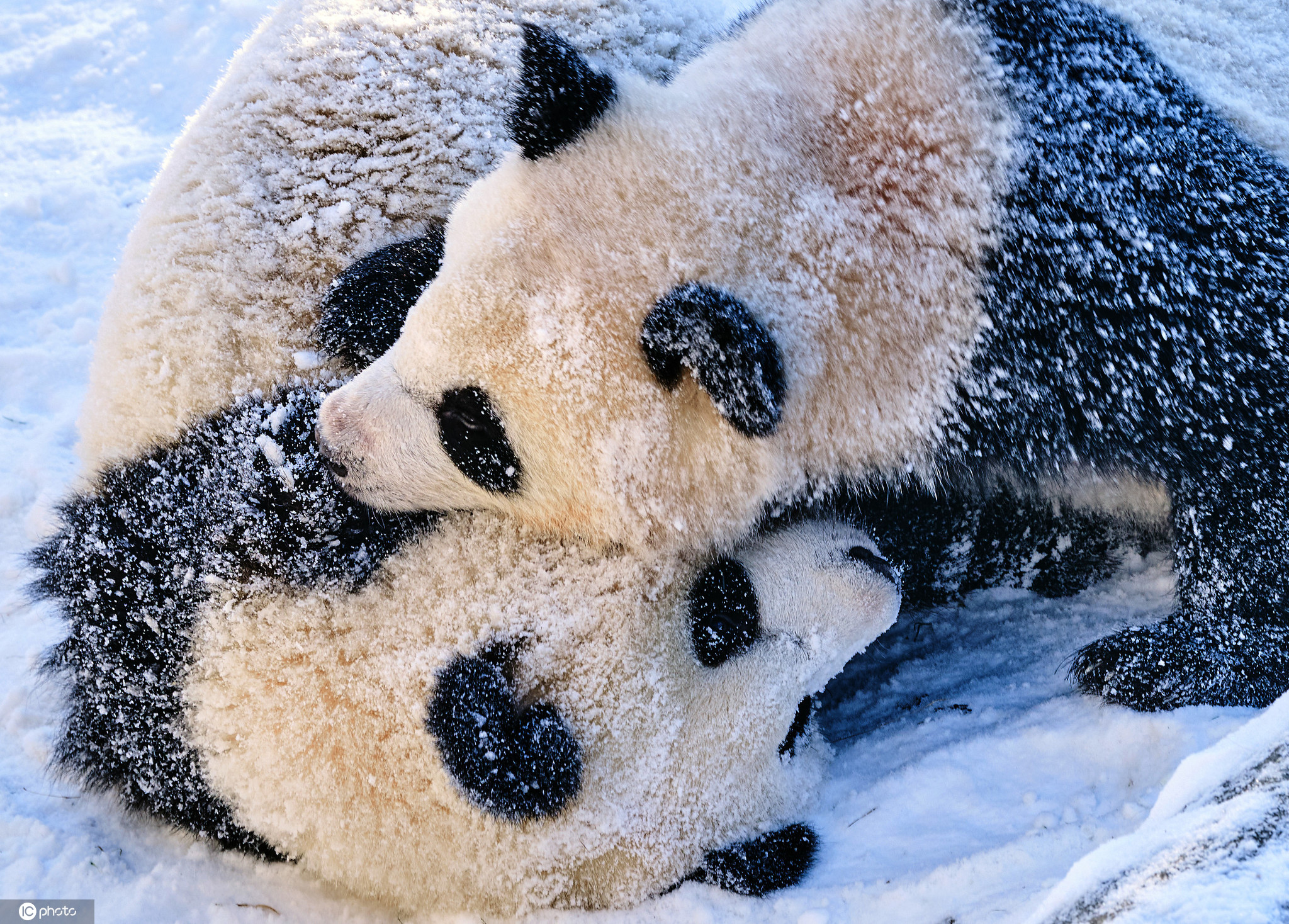 萌翻!柏林动物园大熊猫雪地里开心撒欢