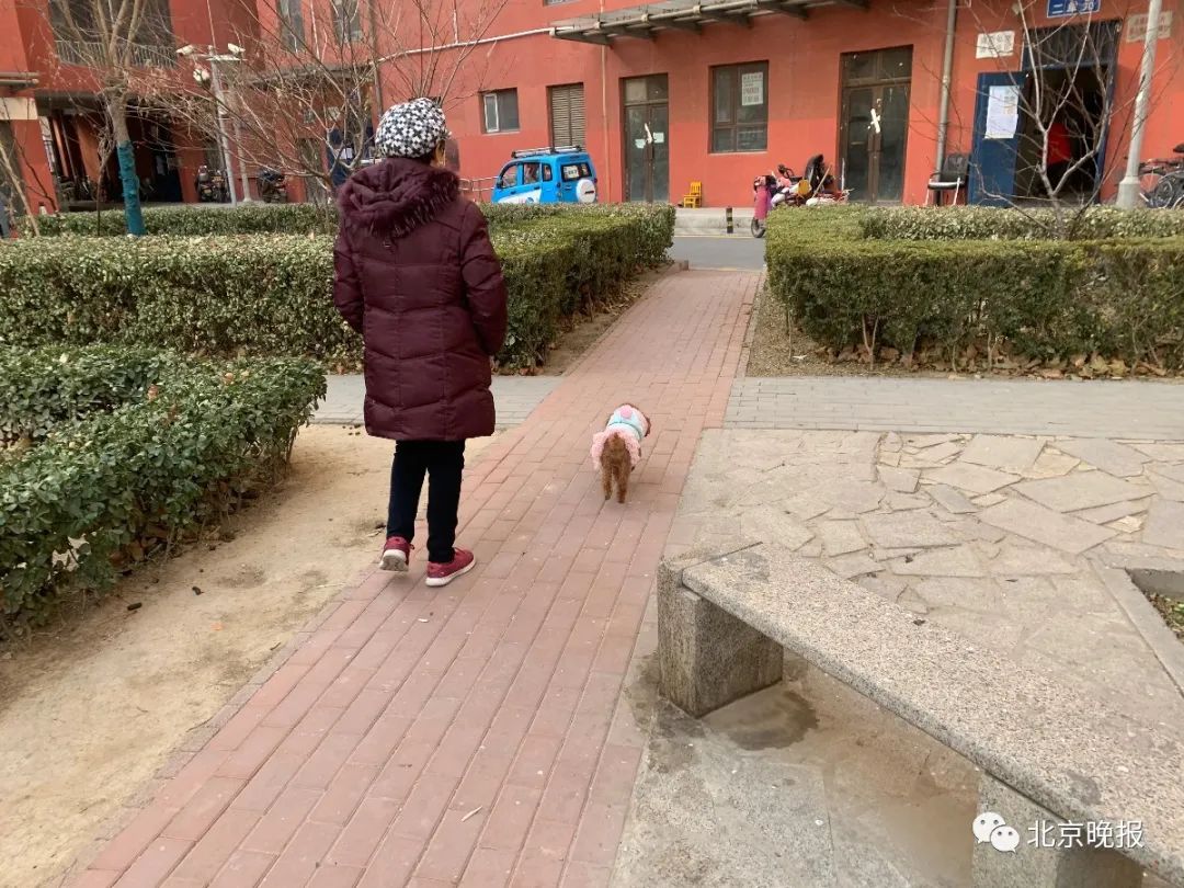 活久见！深圳一年轻女子在大街上爬行学狗叫，与狗同拴一根绳子_行为_奇葩_阿姨