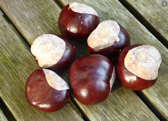 欧洲七叶树果实和板栗傻傻分不清