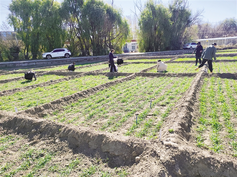 项目组科研人员在实验田对新品种进行检测。图由魏迎春提供