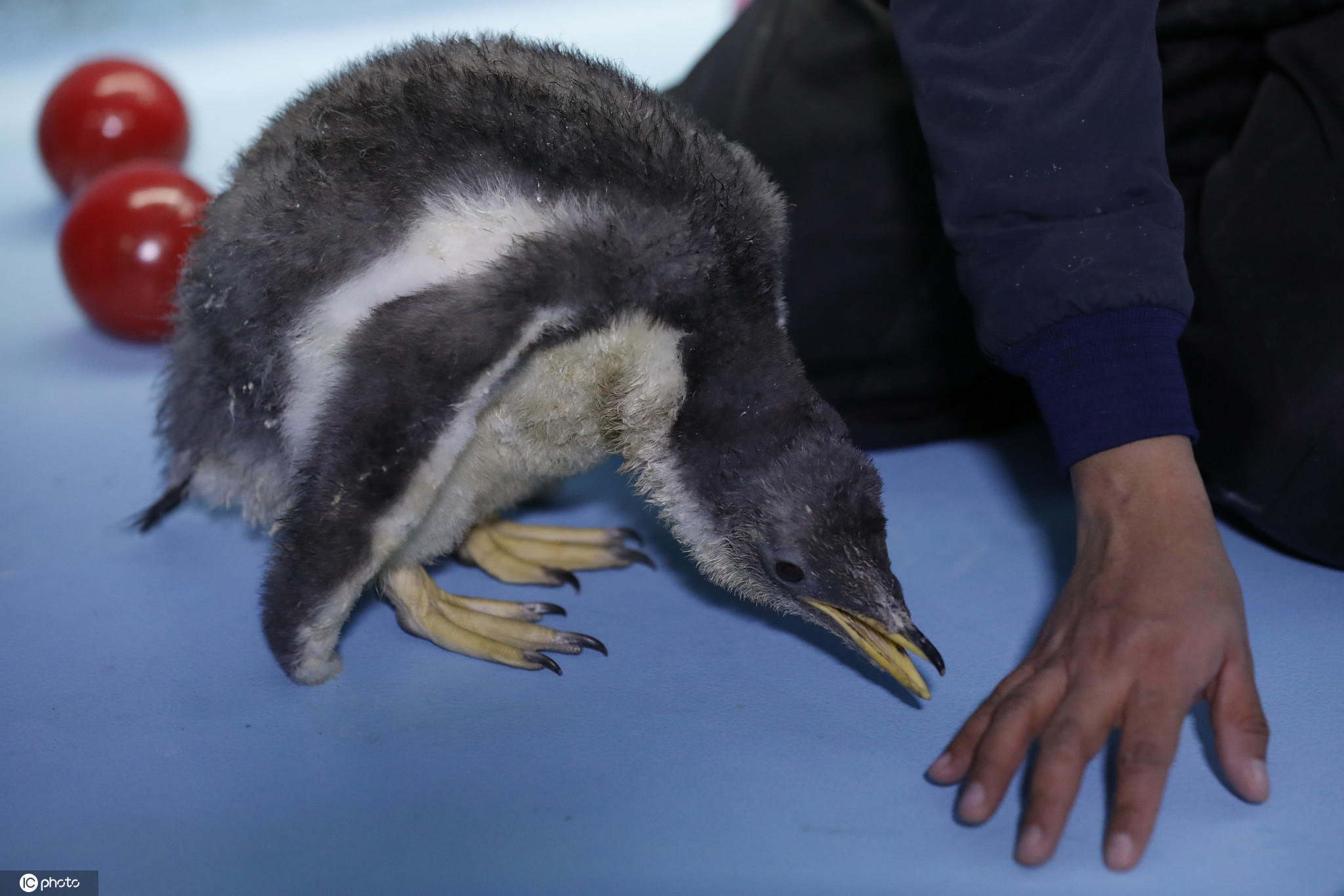 墨西哥出生首只南极企鹅 毛茸茸超萌