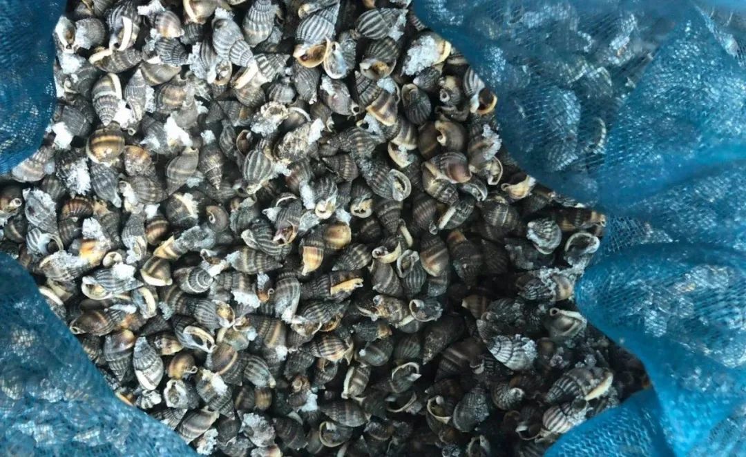 有毒可致命无特效药这种海鲜不能吃不能卖台州9名老板被判刑