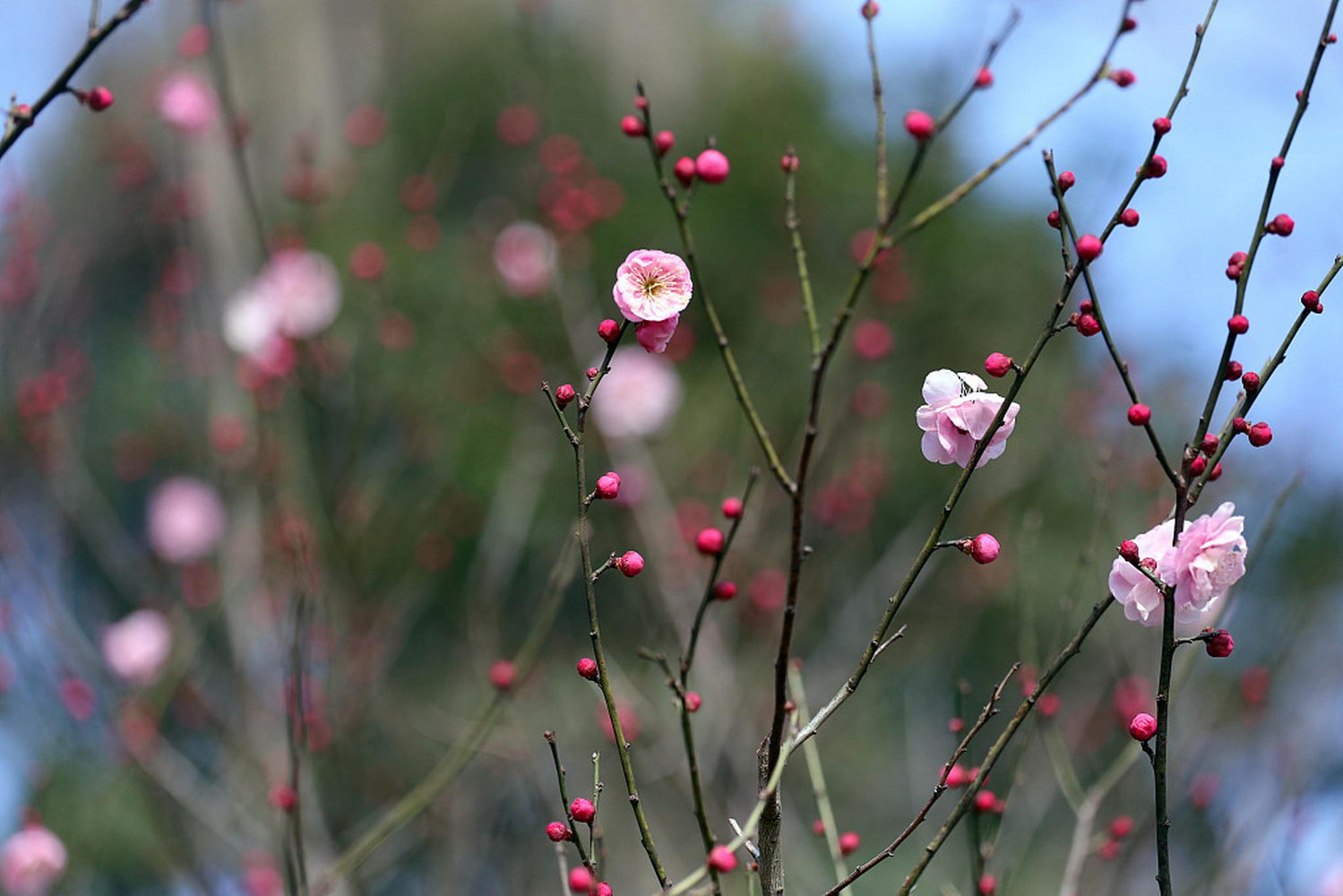 立春节气到南京梅花山早梅绽放