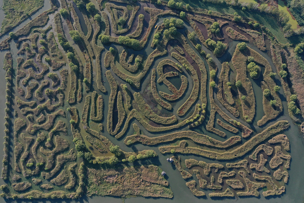 大纵湖芦苇迷宫图片
