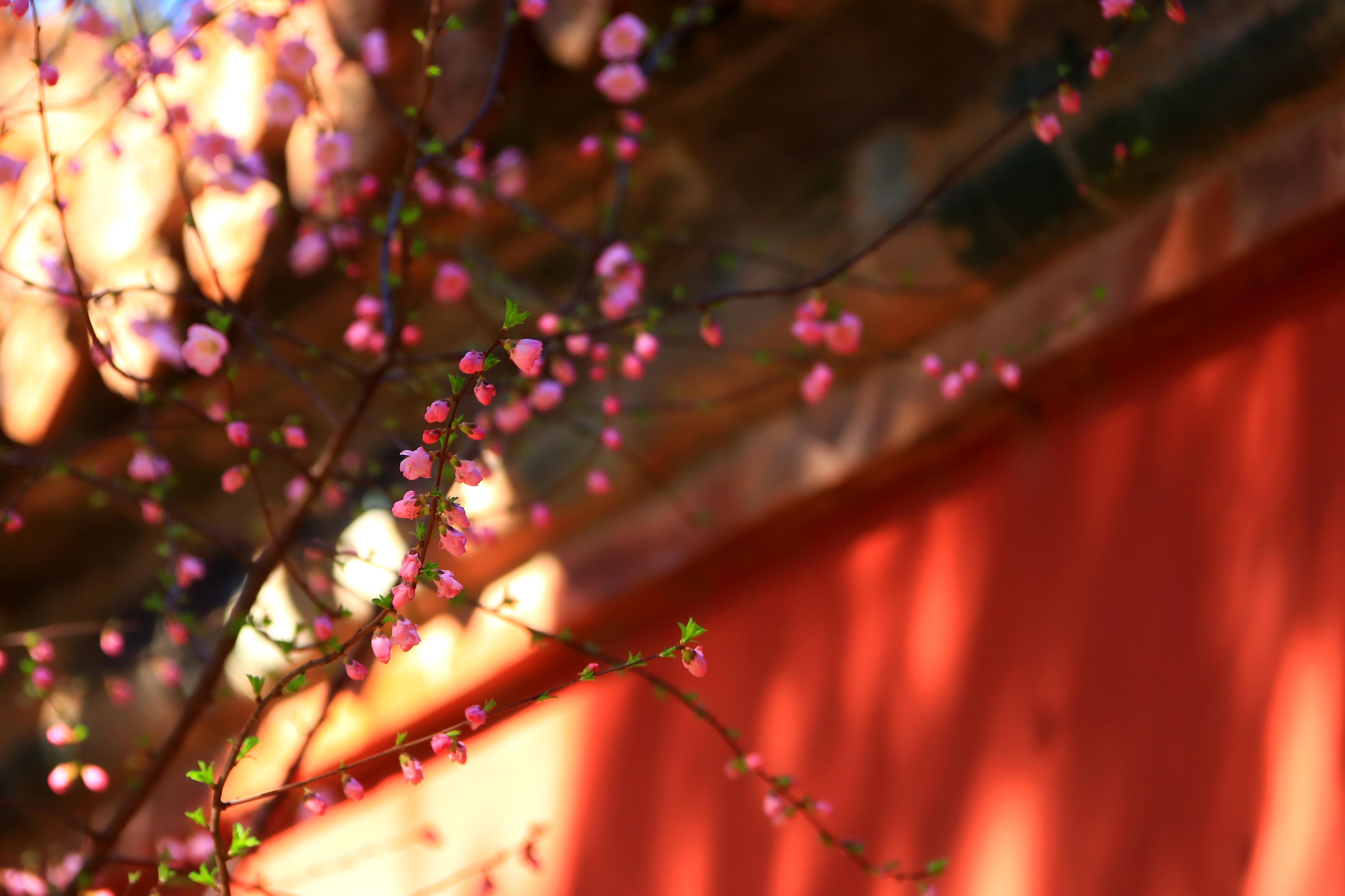 繁花似锦故宫的春天快溢出来了