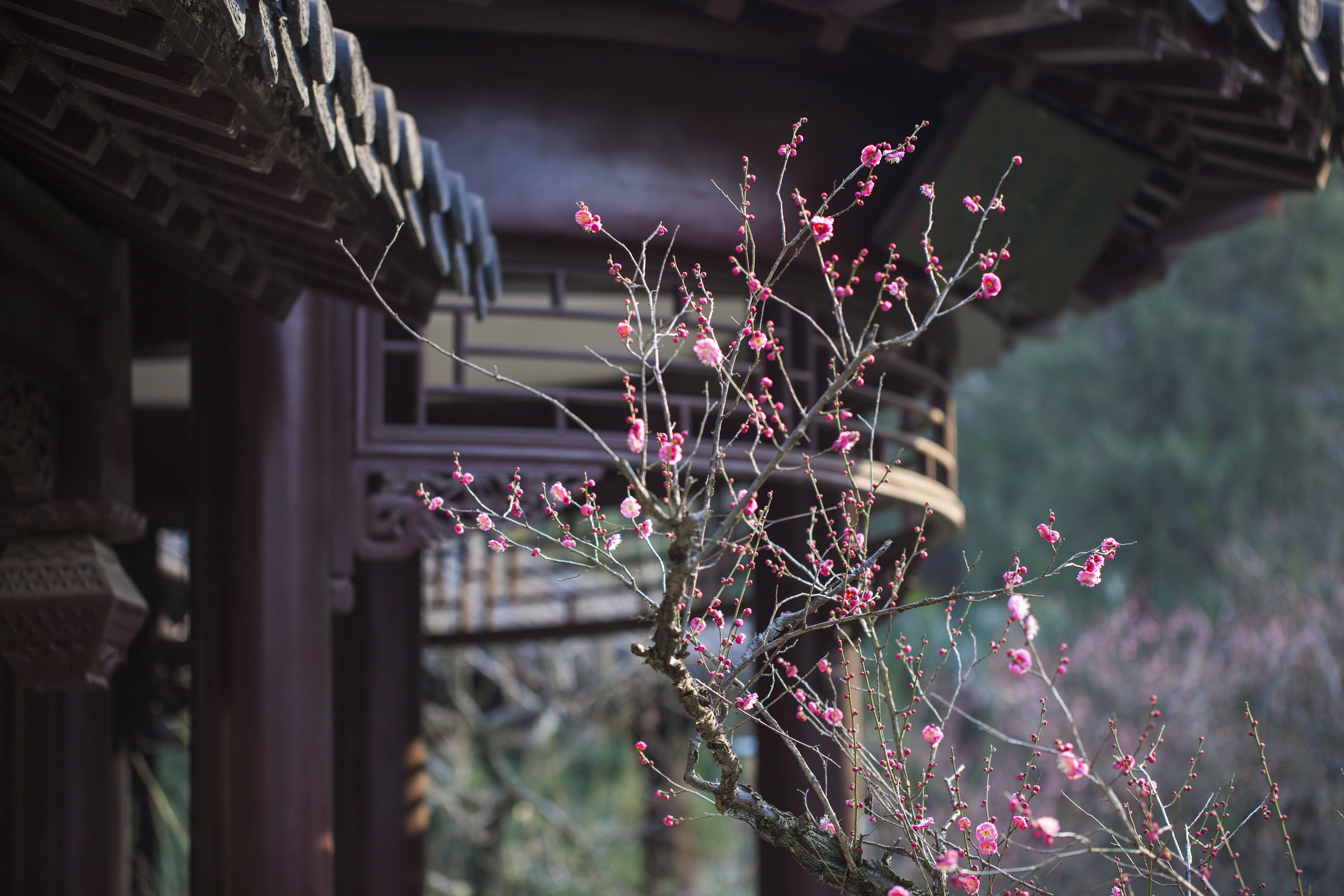 南京雨花台风景区梅花次第开春意盎然