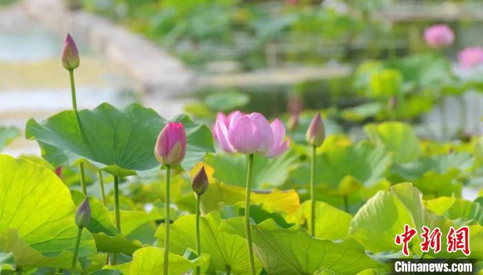 新疆库尔勒市杜鹃河湿地公园河道及周边3000多亩土地的生态环境得到了全面改善。(新疆库尔勒市融媒体中心提供)