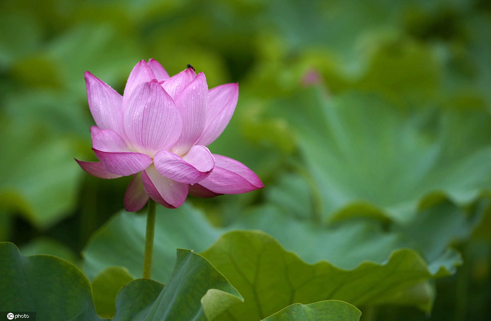 满池夏日风情 日本东京公园莲花盛开