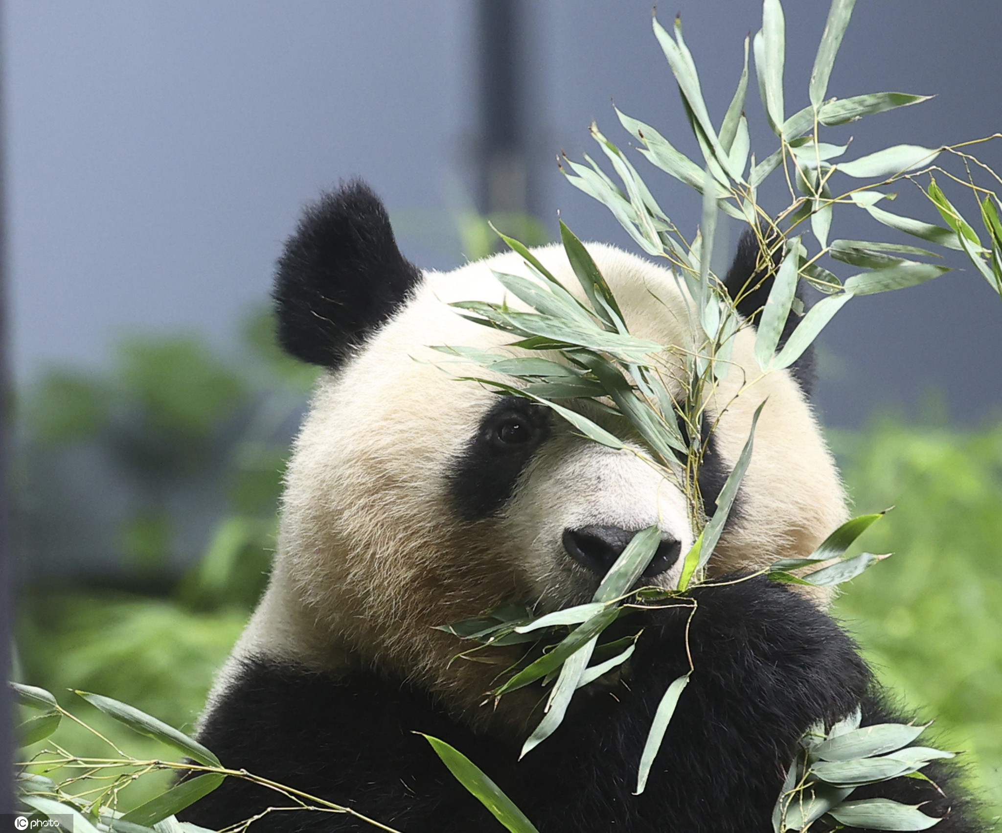 大熊猫国家公园唐家河片区2020年上半年累计捕捉大熊猫影像高达18次 - 中国自然保护区生物标本资源共享平台