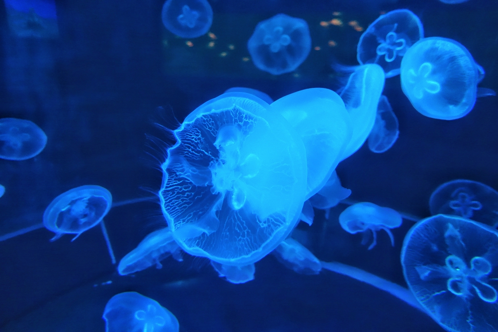 北京海洋馆内各种水母五彩缤纷美轮美奂