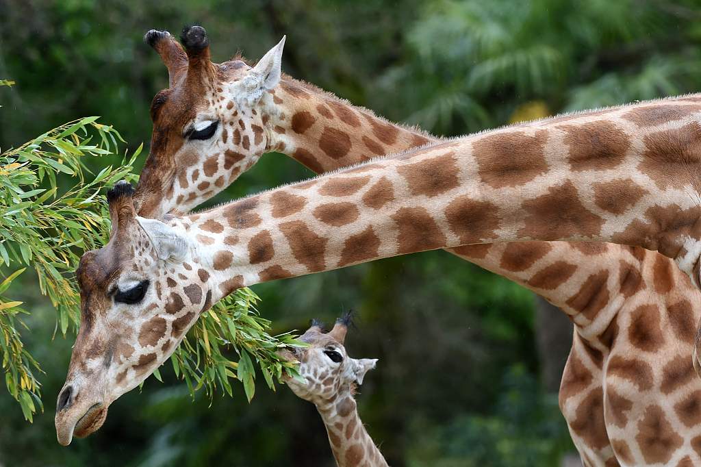 母子情深西班牙长颈鹿宝宝被妈妈温柔舔舐
