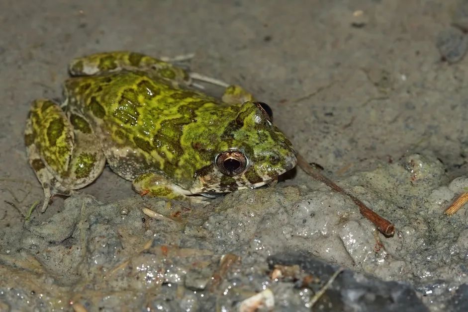 台湾地区常见的泽蛙