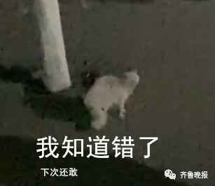 笑喷!高校猫咪遭大爷“训话”:学习读书,还要有礼貌!