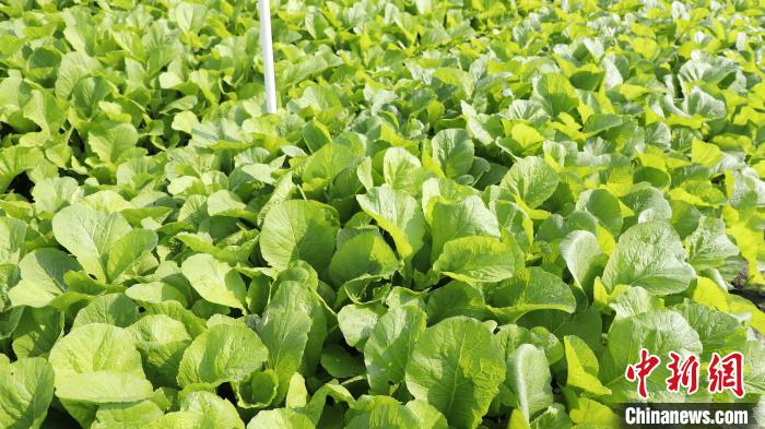 图为基地里的芥菜长势喜人。姜慧花 摄