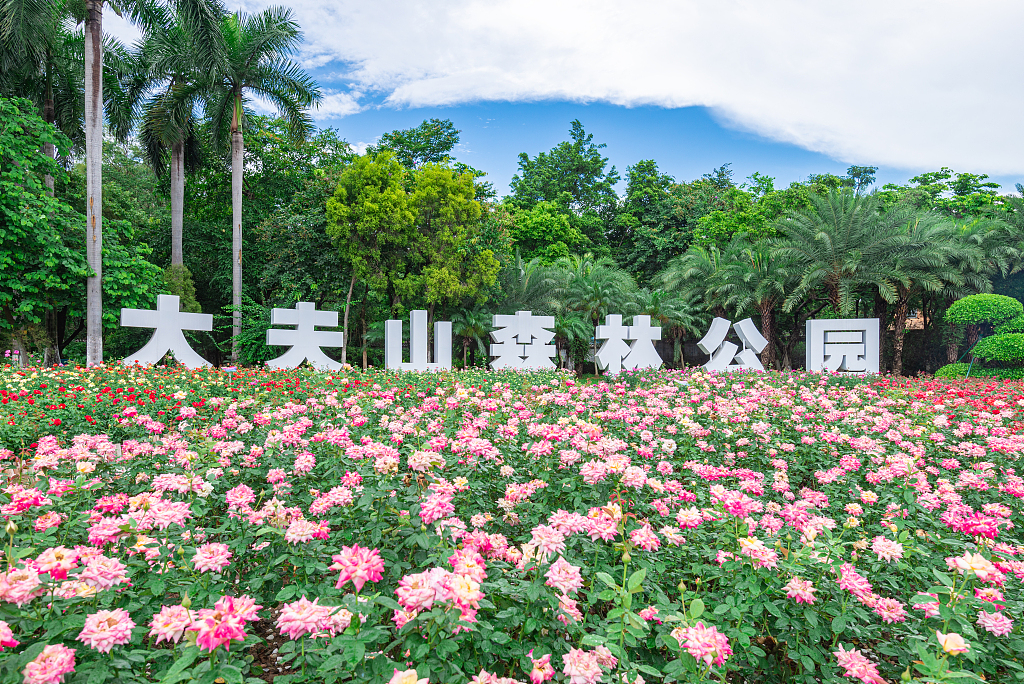 广州 大夫山森林公园月季花盛开