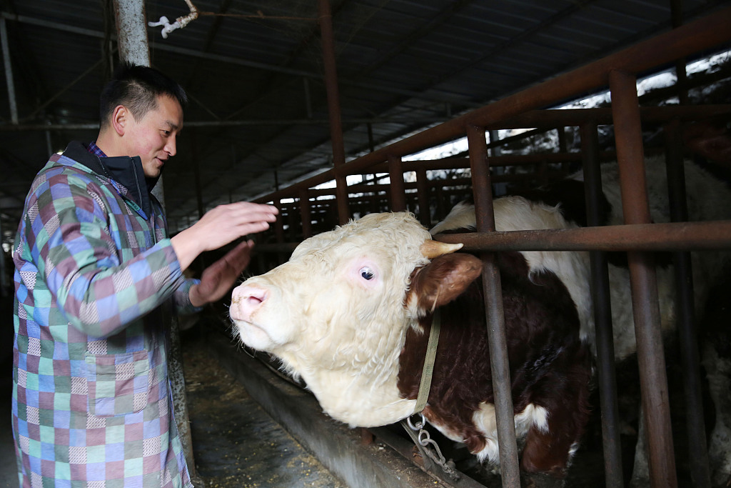 陝西安康:85後放牛娃花80多萬引進61頭肉牛 帶領村民高效養牛