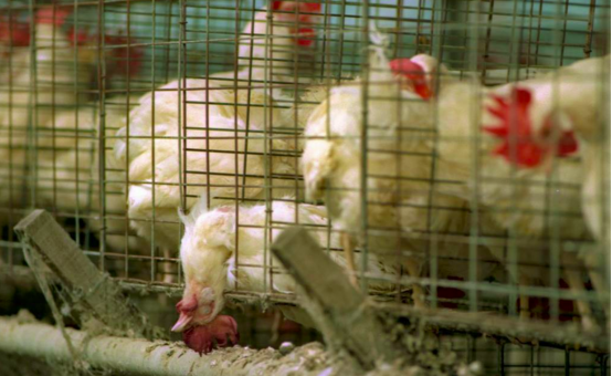 食品公會14日發函給“農委會”，提醒近期雞肉供給將出現短缺。 中時新聞網資料圖