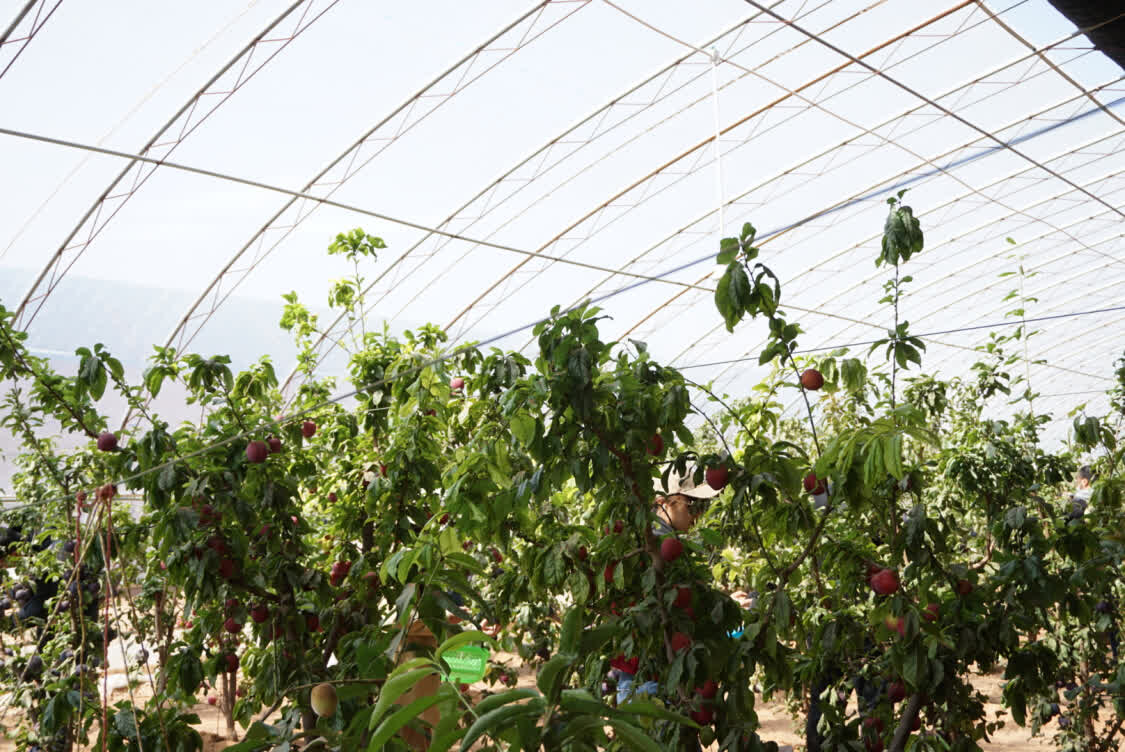 旅游村采摘园的种植面积达到90余亩,拥有26个高标准桃树,葡萄种植大棚