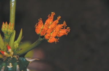 开花的喷火龙 林秦文 摄