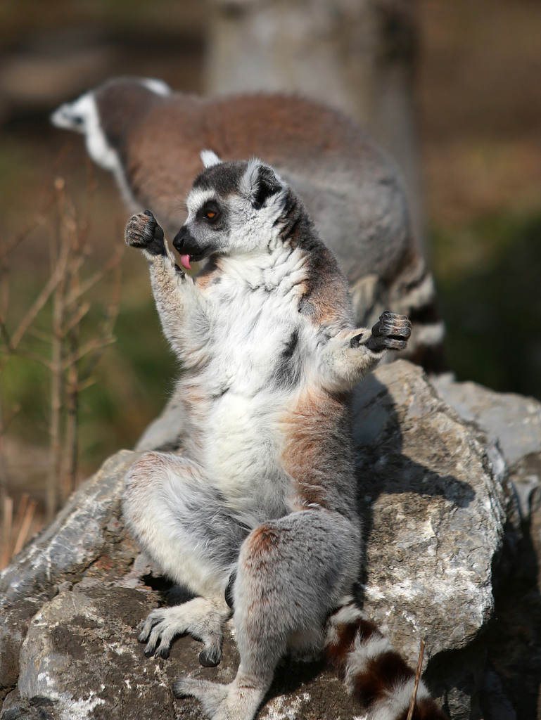 江苏扬州阳光明媚动物尽享日光浴