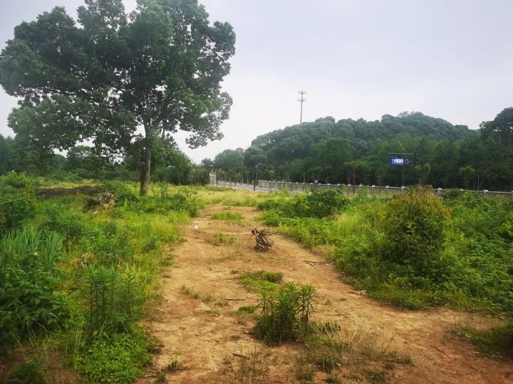 龙坞一席茶茗宿对面的采摘点,已与旁边的新路齐平。