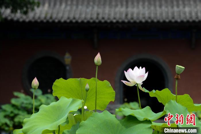 重庆华岩寺莲花盛开 古寺夏荷相映成趣