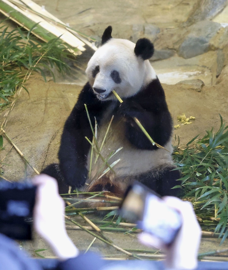 上野動物園生活了5年多的雌性大熊貓