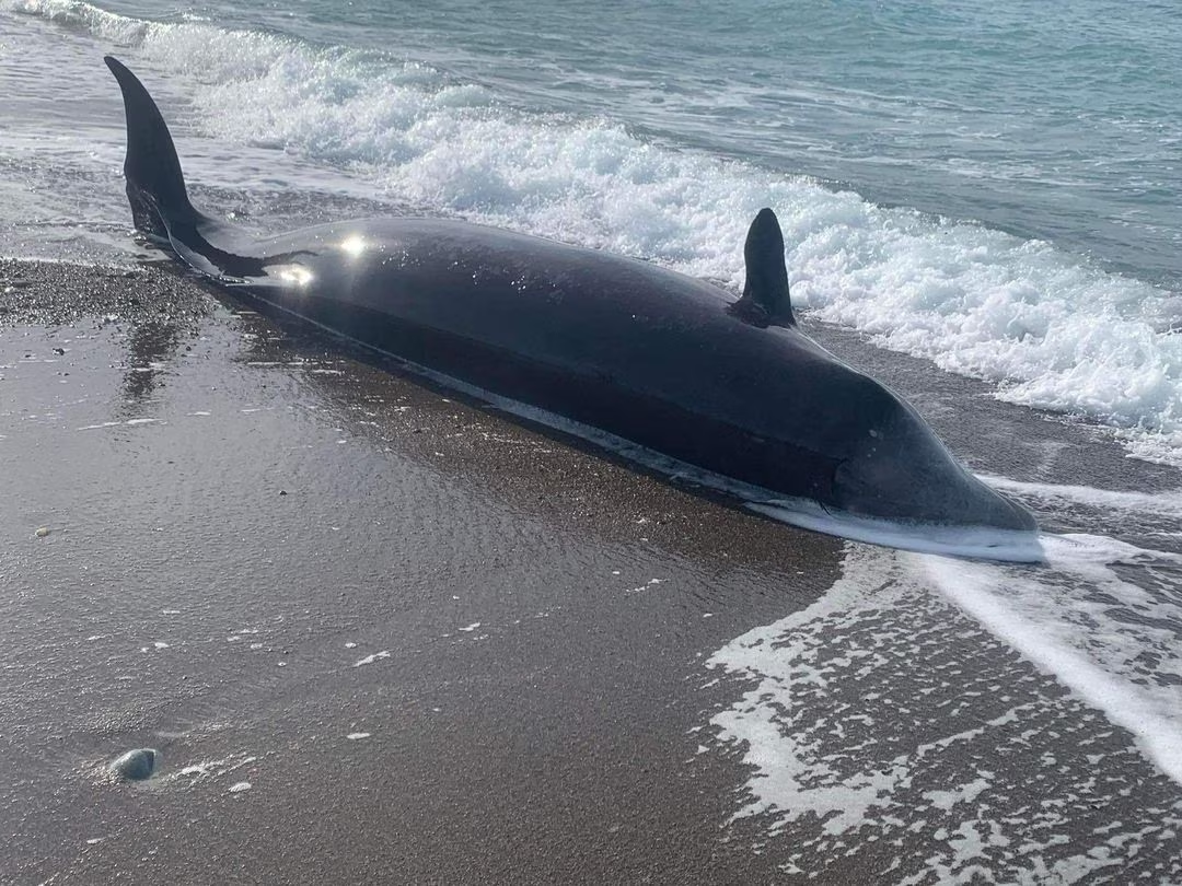 2月10日，塞浦路斯北部附近海岸发现的鲸鱼尸体之一。图自外媒
