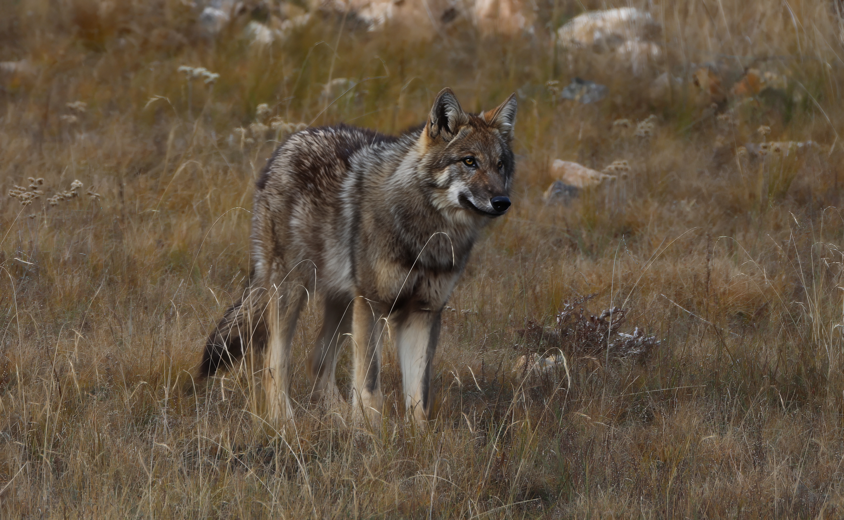 若尔盖的野狼 纳么玖摄 