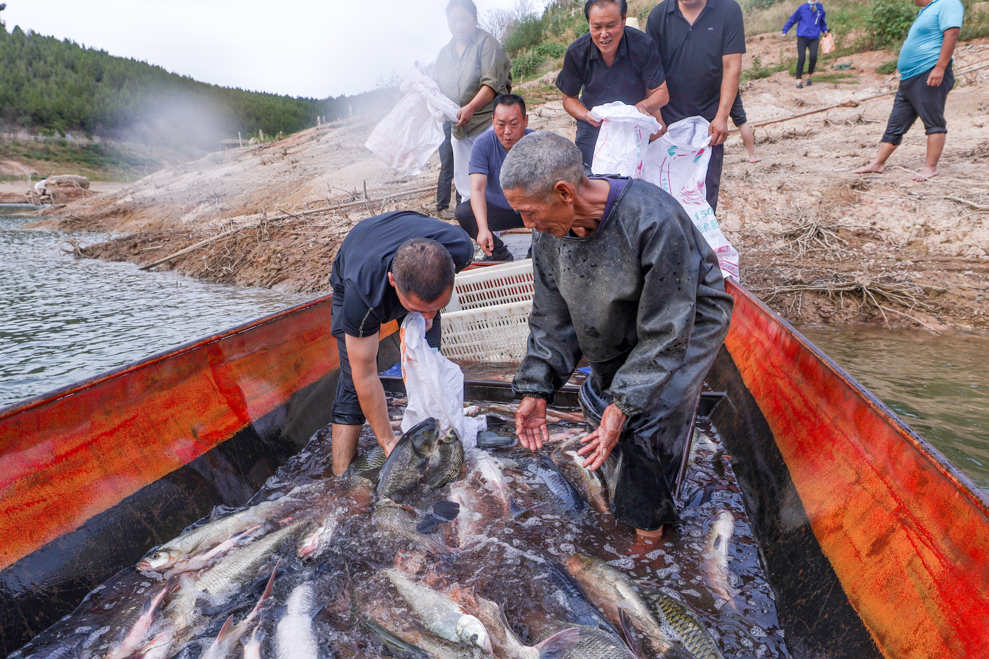 丰收节到！丹江渔民喜迎渔获丰收，怀抱大鱼开怀大笑
