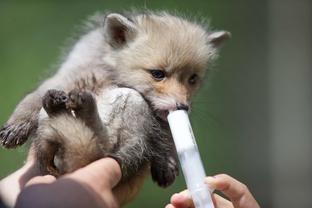 狐狸媽媽車禍中去世土耳其動物保護中心照顧其幼崽