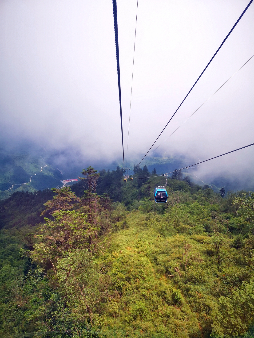 世界自然文化遗产:四川大熊猫栖息地(西岭雪山),野生大熊猫的乐园