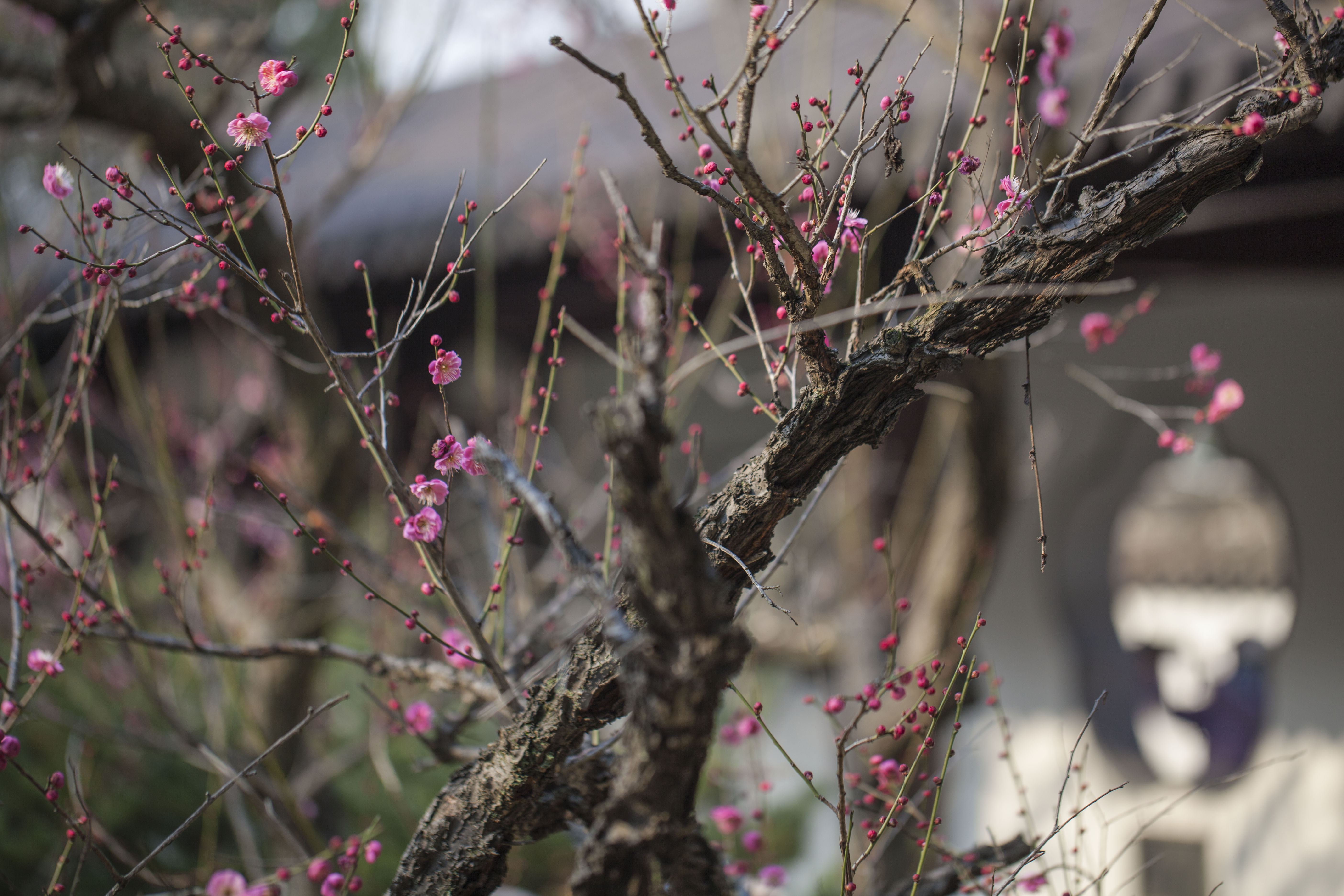 南京雨花台风景区梅花次第开春意盎然