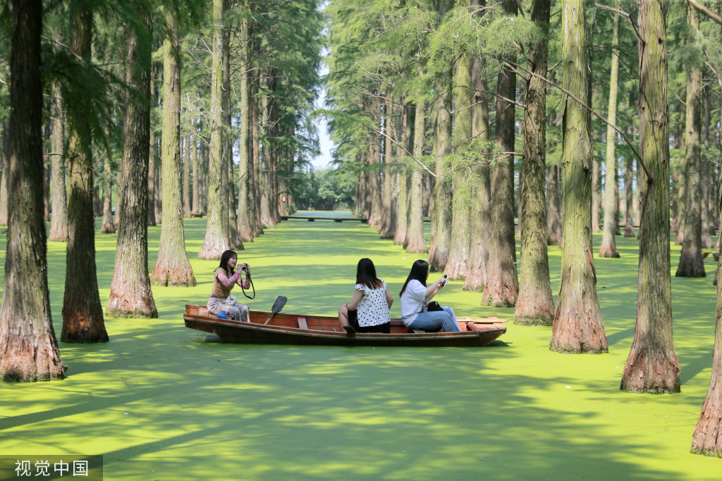 江苏省扬州市迎来高温天气,位于江都区的渌洋湖湿地公园的水上森林