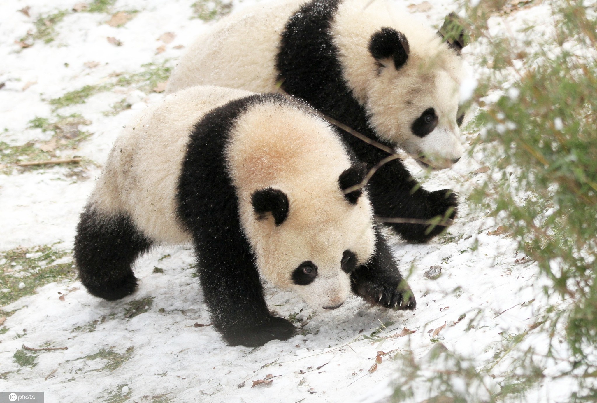 全球唯一存活的大熊猫三胞胎迎9岁生日—新闻—科学网