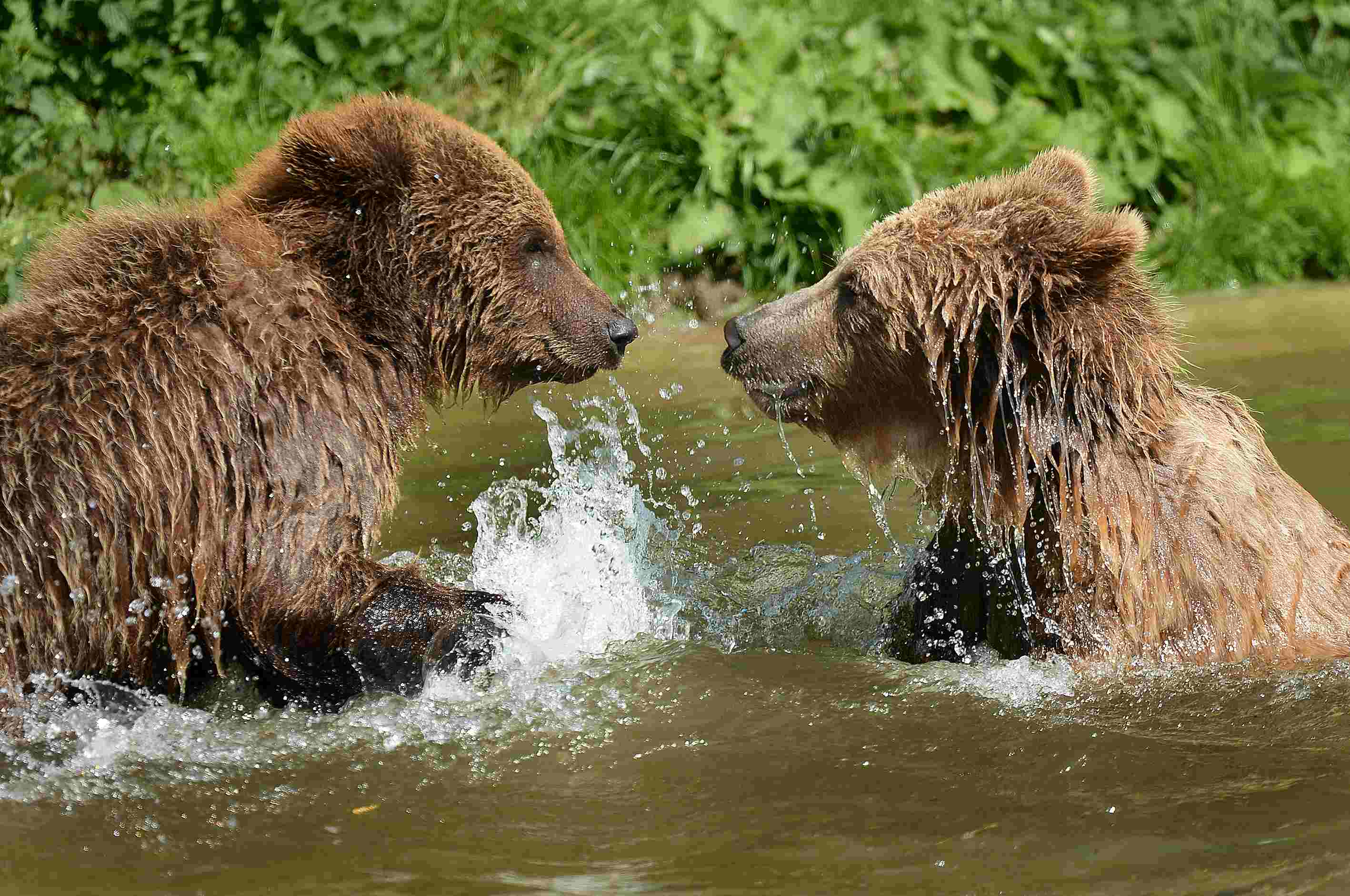 伦敦动物园重新开放 游客与长颈鹿企鹅亲密接触