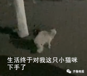 笑喷!高校猫咪遭大爷“训话”:学习读书,还要有礼貌!