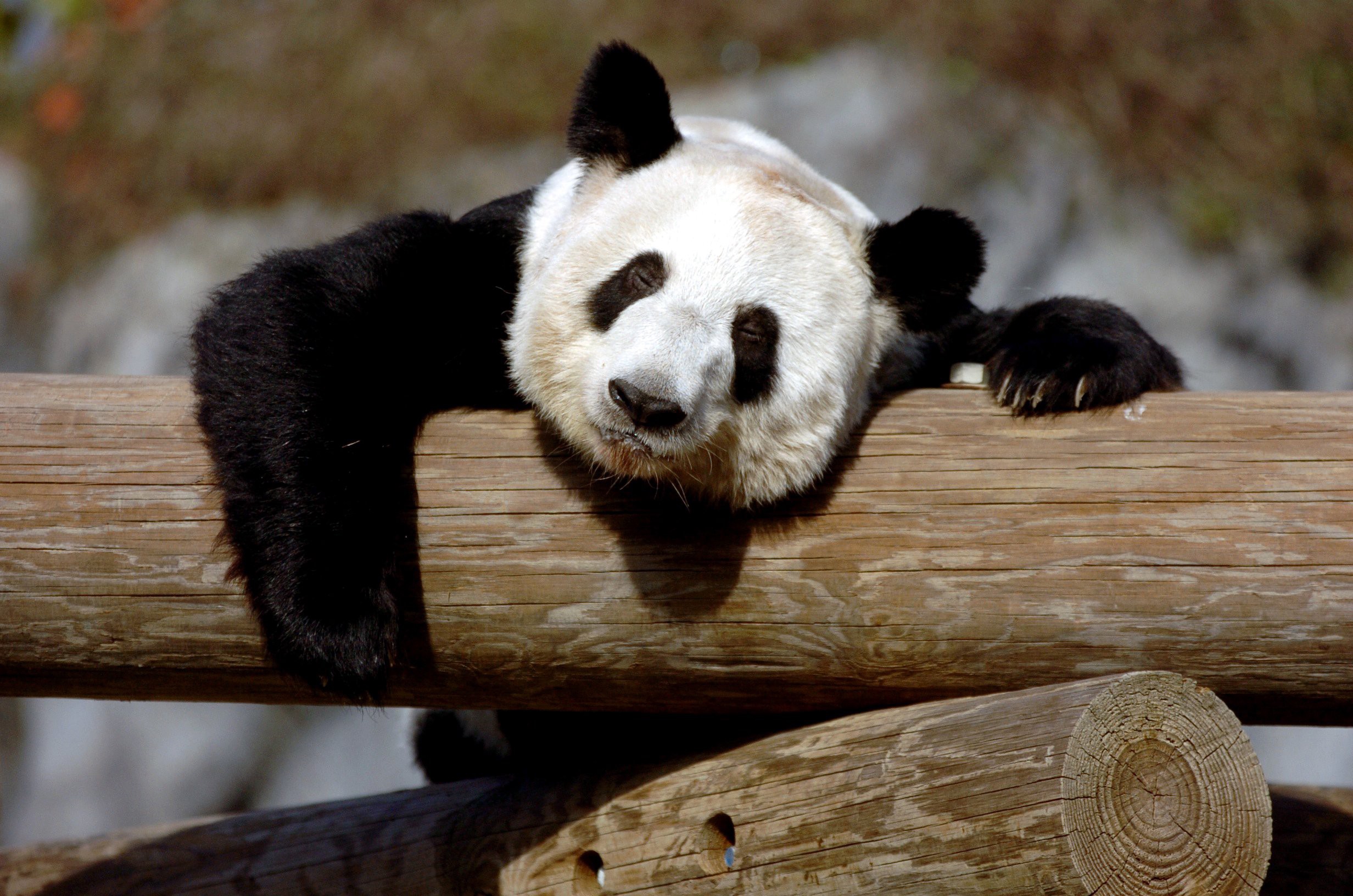 美国田纳西州孟菲斯动物园，旅美大熊猫丫丫。澎湃影像 图