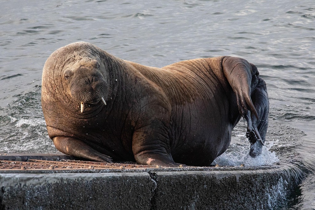 英国威尔逊3岁小海象岸边撒娇卖萌