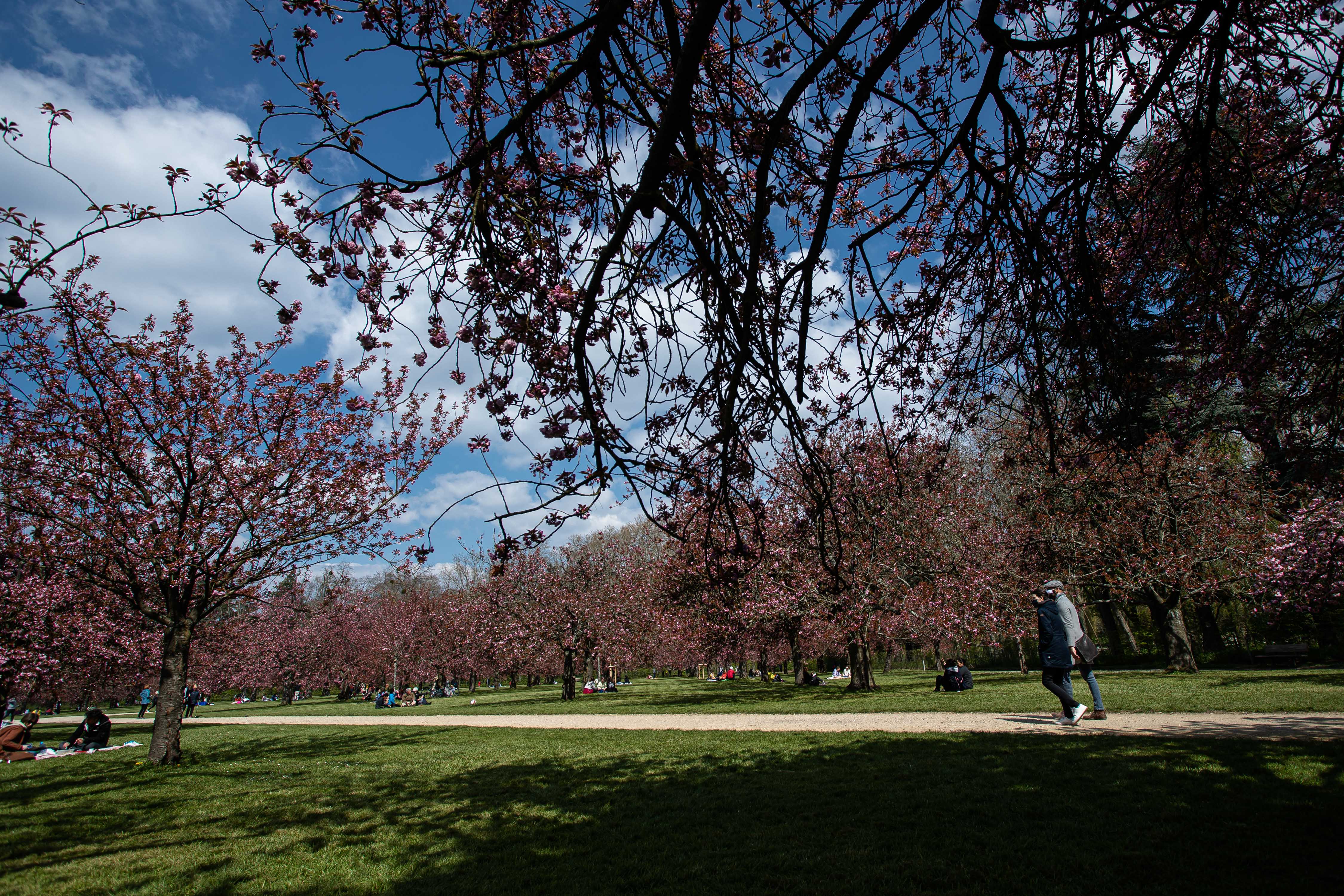 粉粉嫩嫩法国巴黎樱花盛开美如画卷