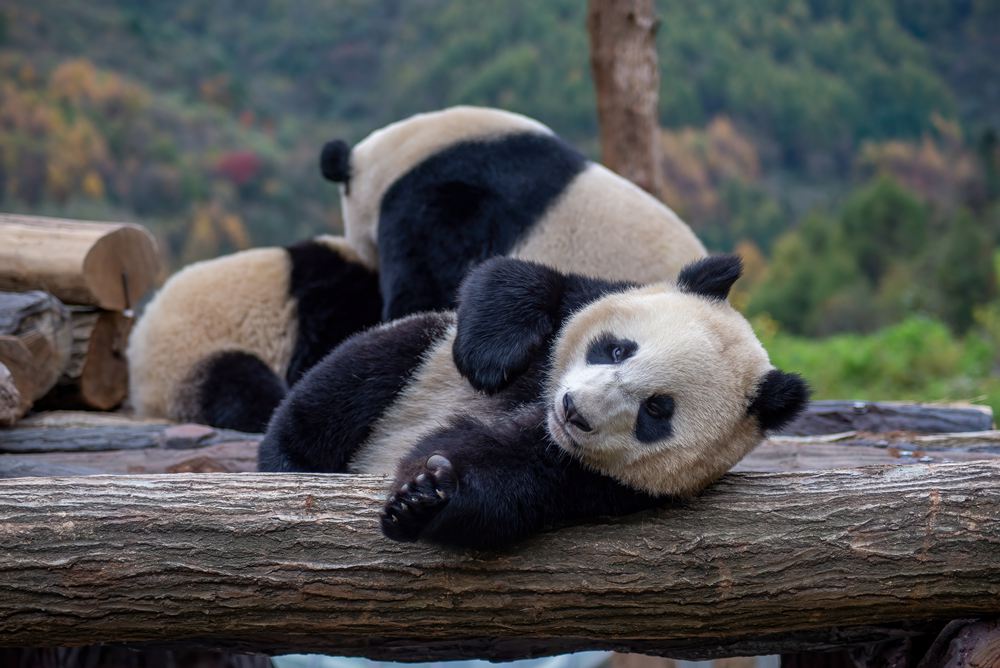 四川卧龙大熊猫秋日自由玩耍嬉戏 萌态十足