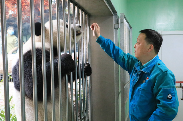 大熊猫“古古”和饲养员马涛