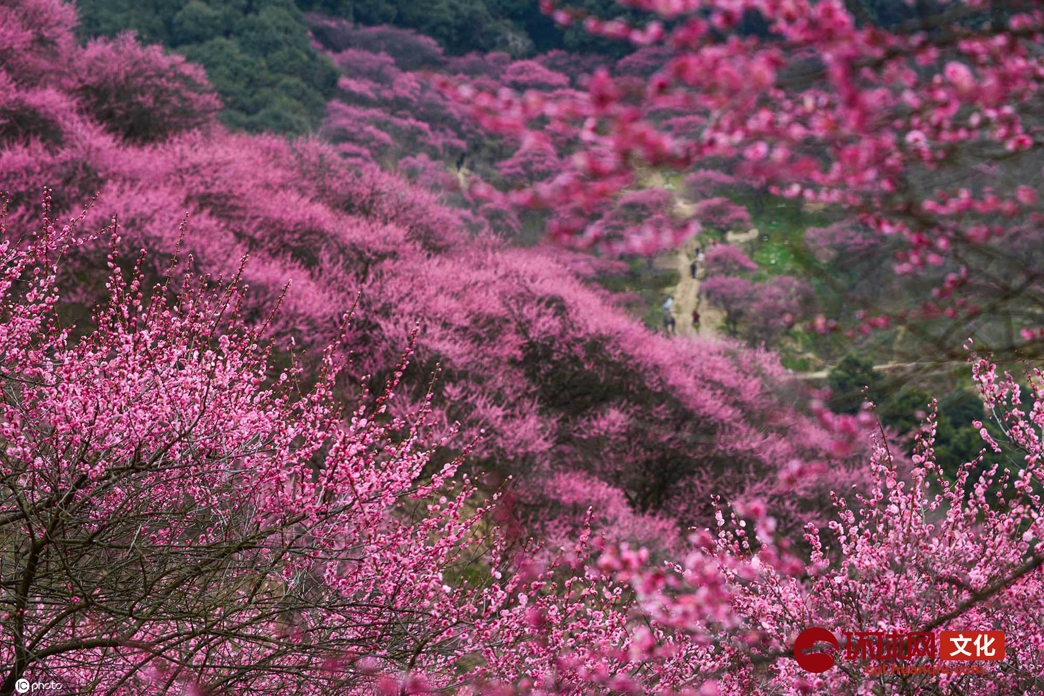 宁波市奉化新建村高山古梅花树(图片来源:东方ic)