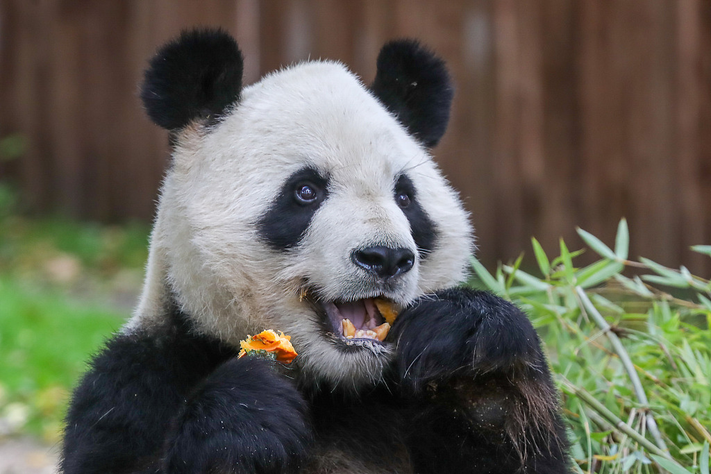 (视觉中国)西班牙王室也是大熊猫的"粉丝".