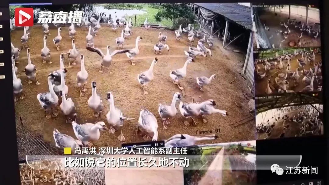 “鹅mazing!”这群大学生用“鹅脸识别技术”养鹅，有意思！
